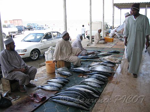 marche poisson 4.JPG